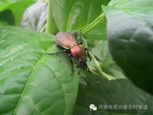 臭臭虫的功效是什么_臭臭虫_臭虫