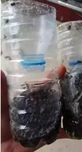 苍蝇神器对人体有害吗_灭苍蝇神器怎么用_灭苍蝇的神器
