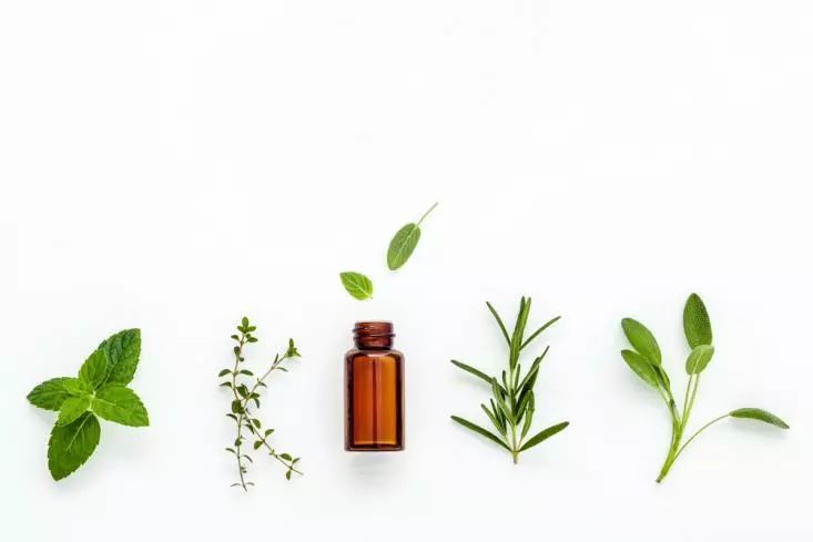 灭蚊子花_杀花蚊子特效药_灭花蚊子药