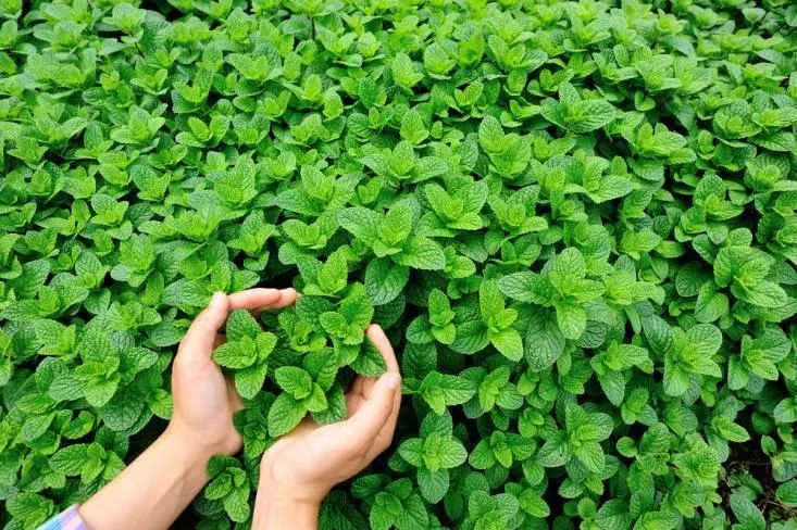 灭花蚊子药_杀花蚊子特效药_灭蚊子花