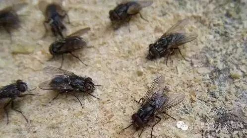 怎么灭苍蝇_电子灭苍蝇器_怎么样灭苍蝇
