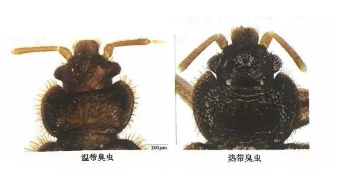 吸血臭虫怎么消灭最彻底_吸血臭虫是怎么长出来的_吸血臭虫