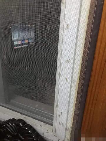 上门灭钱白蚁一般要多久_上门灭白蚁一般多少钱_上门灭钱白蚁一般多少钱