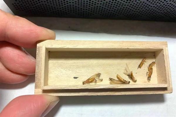 上门灭钱白蚁一般要多久_上门灭钱白蚁一般多少钱_上门灭白蚁一般多少钱