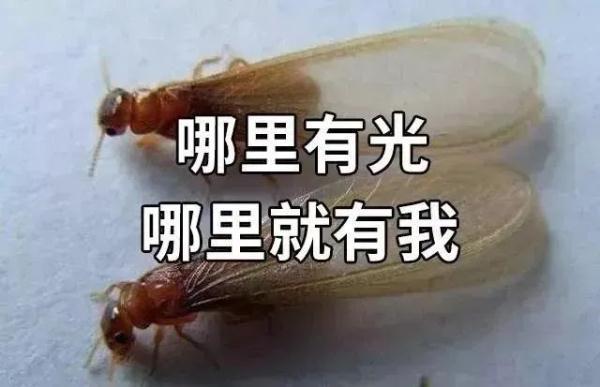 上门灭钱白蚁一般多少钱_上门灭钱白蚁一般要多久_上门灭白蚁一般多少钱