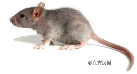 老鼠怎样才能灭老鼠_老鼠怎么消灭掉_灭老鼠办法