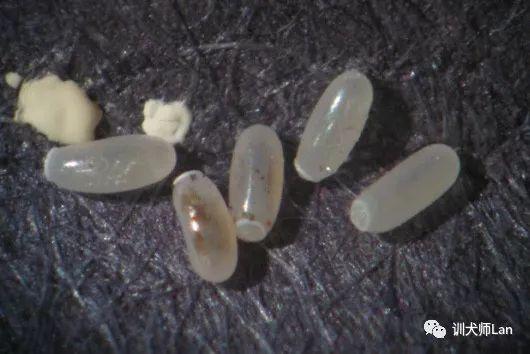 灭跳蚤的药有毒吗_灭跳蚤药_灭跳蚤药的成分是什么