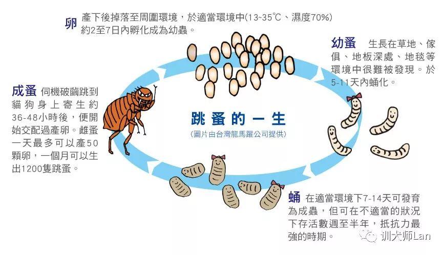 灭跳蚤药的成分是什么_灭跳蚤的药有毒吗_灭跳蚤药