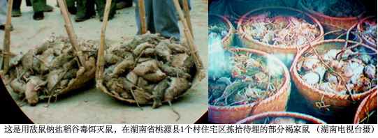 灭老鼠的药_灭老鼠最有效的药_老鼠药灭鼠效果