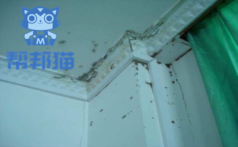 灭白蚁简单方法视频_灭白蚁的最简单方法_灭白蚁简单方法图片