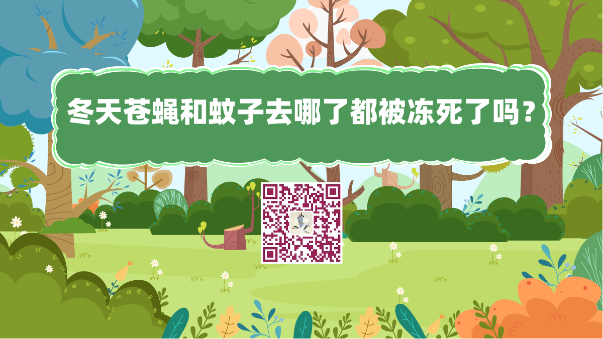 十万个为什么标题（冬天苍蝇和蚊子去哪了都被冻死了吗？）1200.png