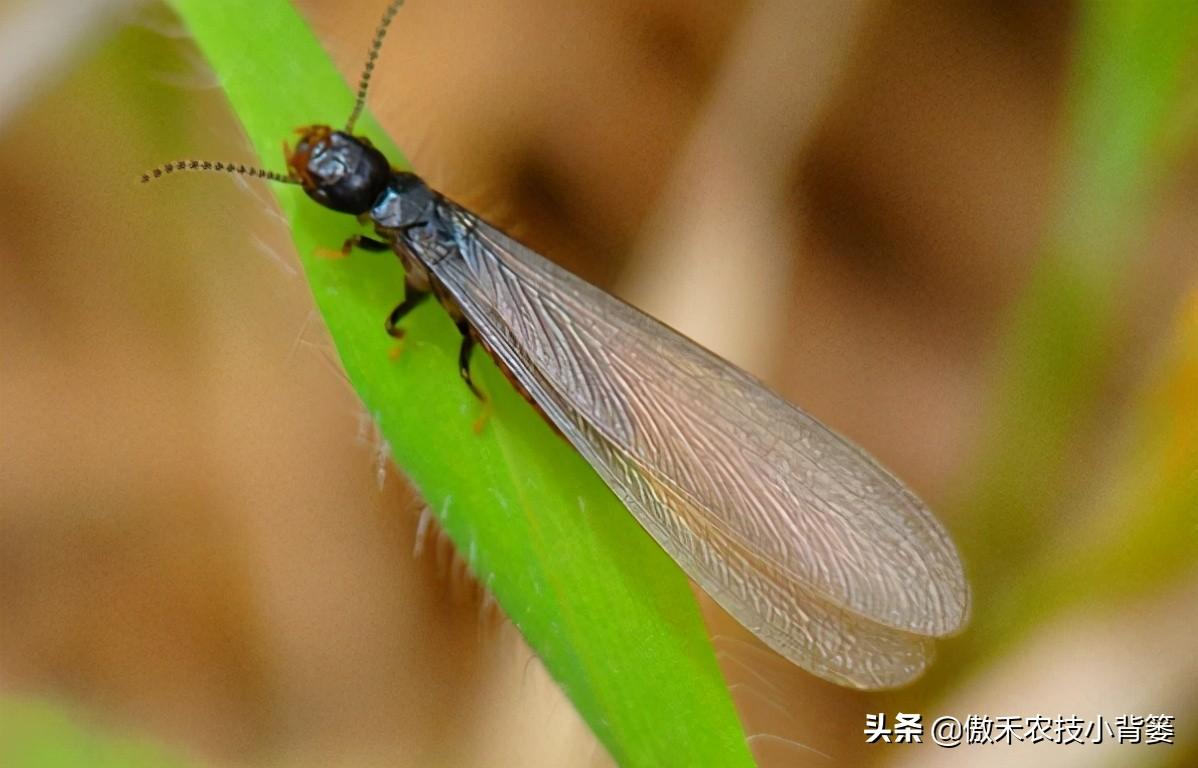 灭白蚁最快的方法_灭白蚁的方法_灭白蚁方法有哪些图片