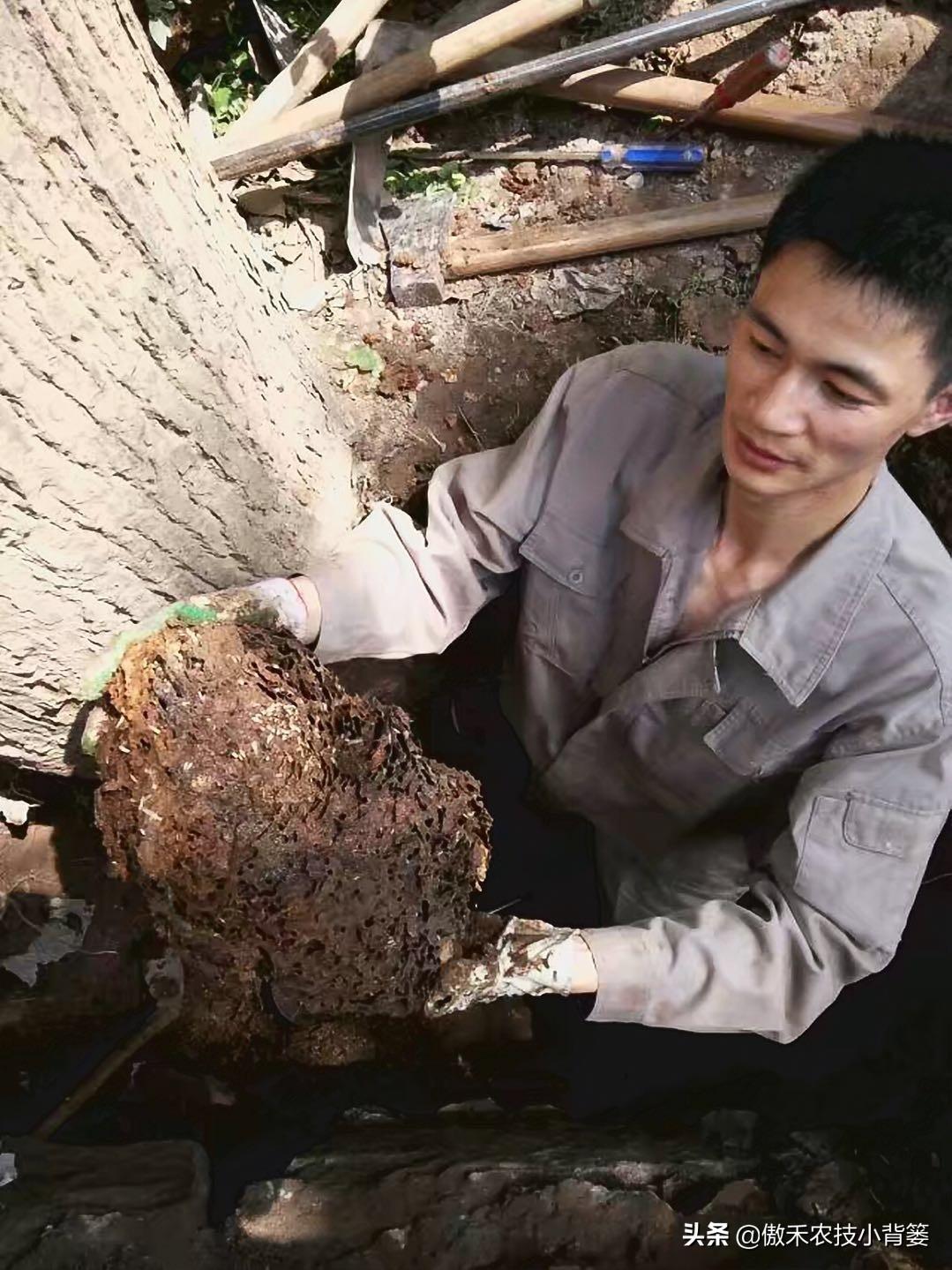 灭白蚁的方法_灭白蚁最快的方法_灭白蚁方法有哪些图片
