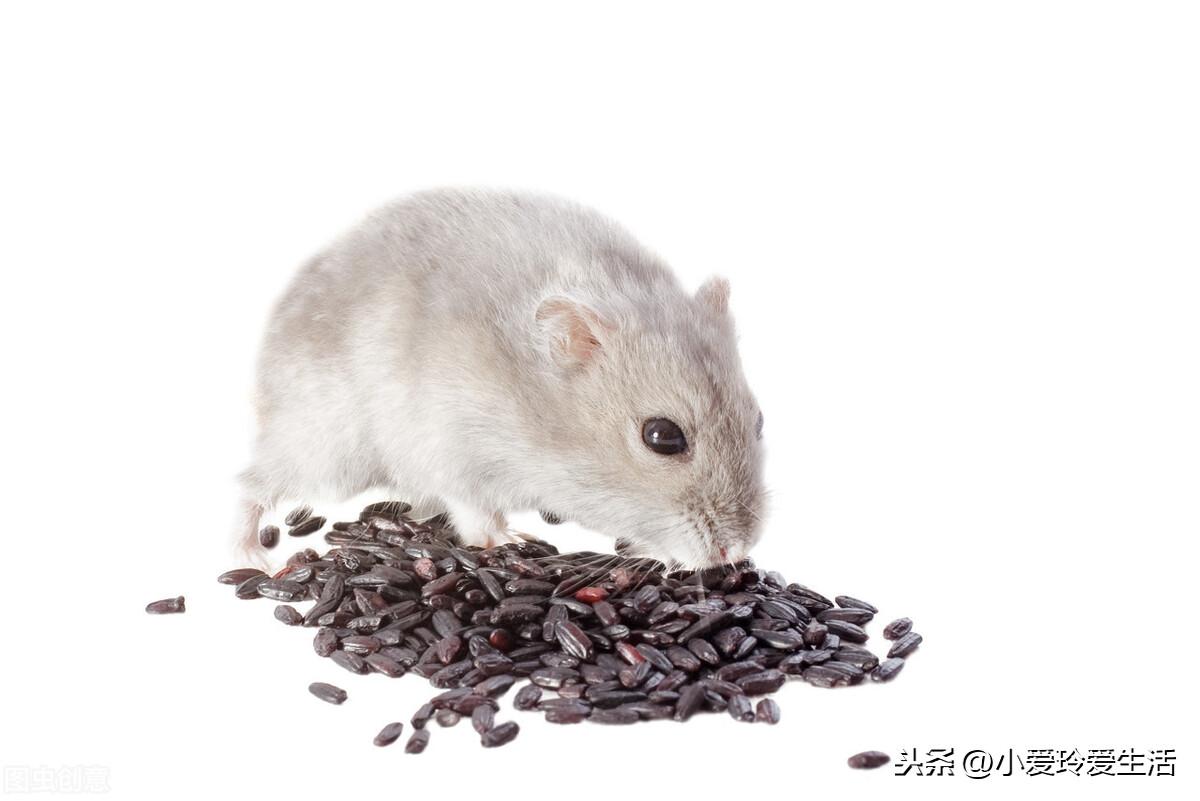 老鼠消灭方法有哪些_老鼠消灭不完_老鼠怎么消灭