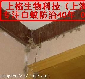 上海灭白蚁免费吗_上海灭白蚁热线_上海灭白蚁