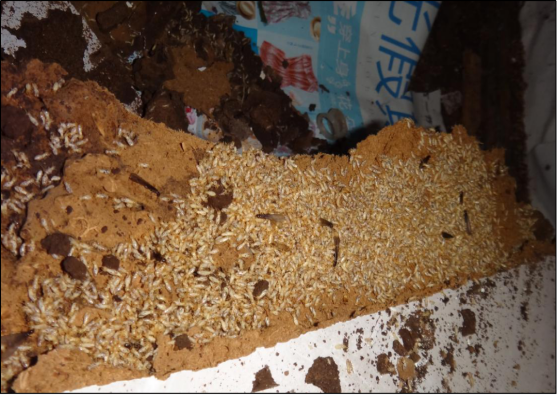 灭白蚁的最好办法_灭白蚁防治_灭白蚁有毒吗