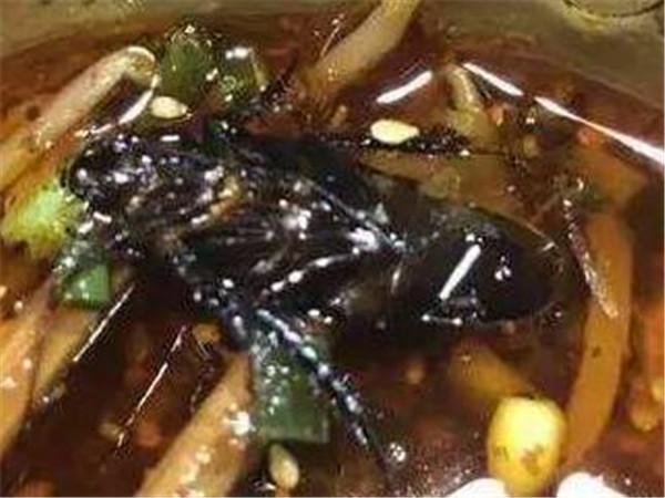 蟑螂灭虫药_蟑螂药剂_灭蟑螂的药有哪些