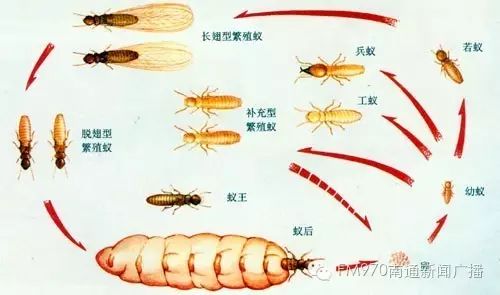 灭白蚁药对人体有害吗_灭危害人体药白蚁有哪些_灭白蚁药对人体有危害吗