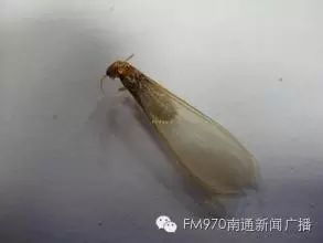 灭危害人体药白蚁有哪些_灭白蚁药对人体有害吗_灭白蚁药对人体有危害吗