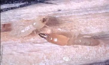 灭白蚁药对人体有危害吗_灭危害人体药白蚁有哪些_灭白蚁药对人体有害吗
