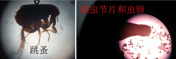 跳蚤的卵_跳蚤的卵_跳蚤的卵