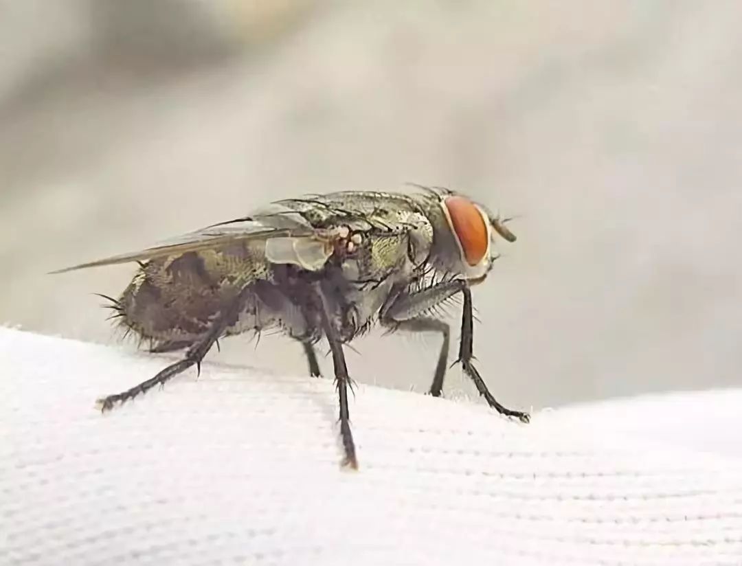 苍蝇用什么方法灭最好_灭苍蝇的最好方法_苍蝇消灭苍蝇最好的办法