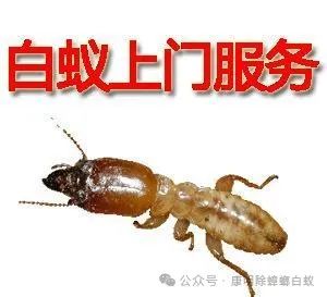 专业杀臭虫上门服务费用_灭臭虫上门服务_上门灭臭虫服务怎么样