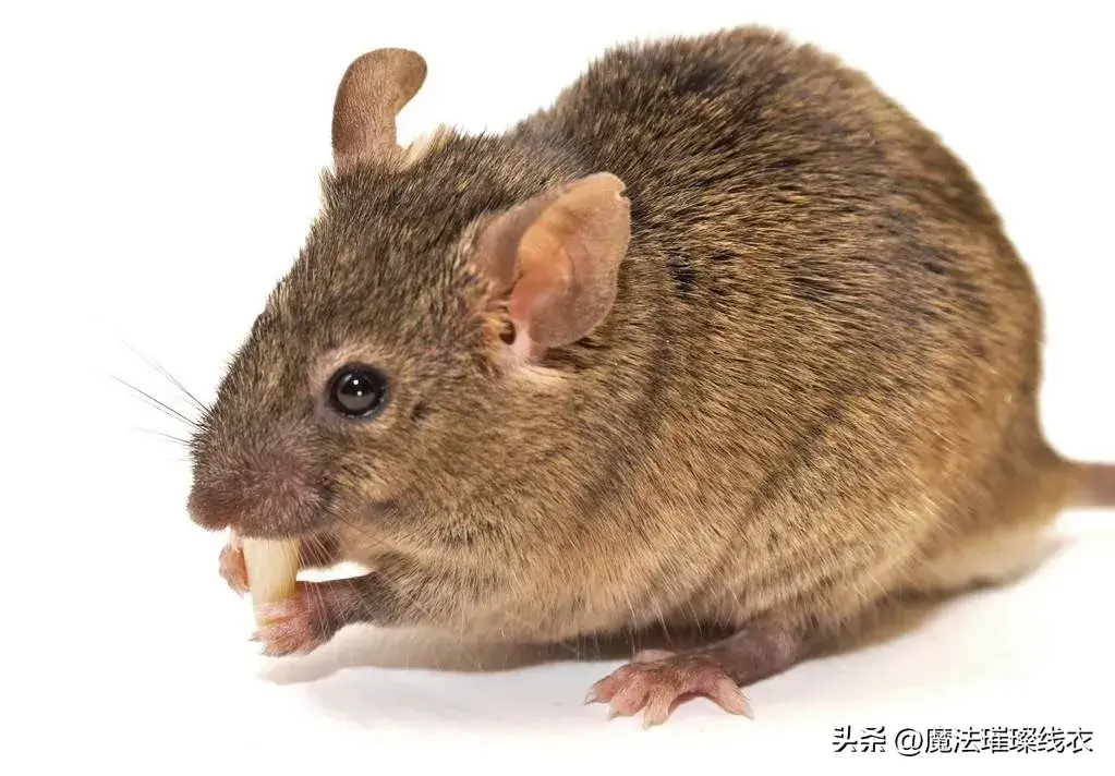 灭老鼠的办法_老鼠怎么灭知乎_老鼠怎么消灭老鼠