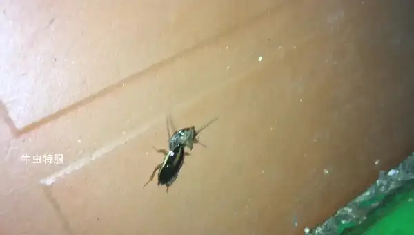 蟑螂怎么灭法啊有特效吗_灭蟑螂最有效方法_蟑螂的杀灭方法