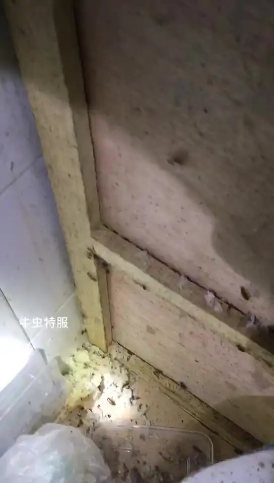 蟑螂怎么灭法啊有特效吗_蟑螂的杀灭方法_灭蟑螂最有效方法